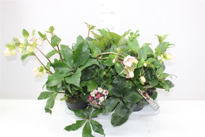 <h4>Helleborus Ice N Roses Picotee</h4>