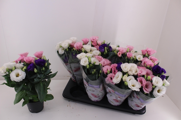 <h4>EUST JULIETTA GEM</h4>
