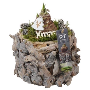 Opm Pt PTACH5890 Hipp X-mas Hout Bak