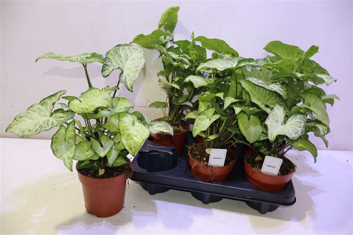 <h4>arr8 Syng Ov</h4>