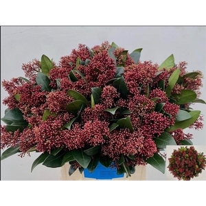 SKIMMIA RUBELLA P BS 50 CM