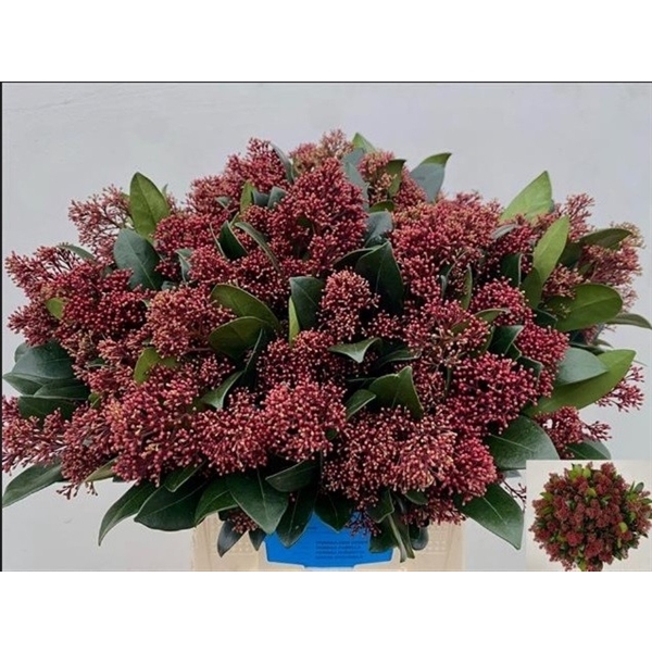 <h4>SKIMMIA RUBELLA P BS 50 CM</h4>