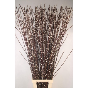 Salix Ca Snow Flake