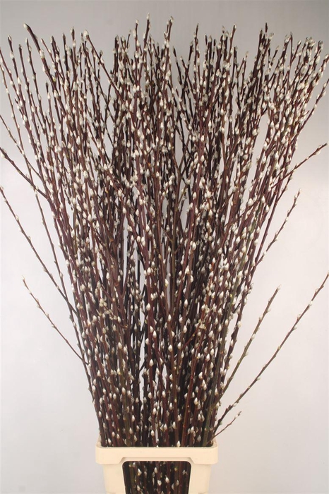 <h4>Salix Ca Snow Flake</h4>