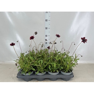 Cosmos atrosang.