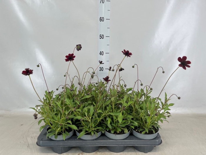 <h4>Cosmos atrosang.</h4>