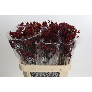 Kangaroo Paw Early Spring