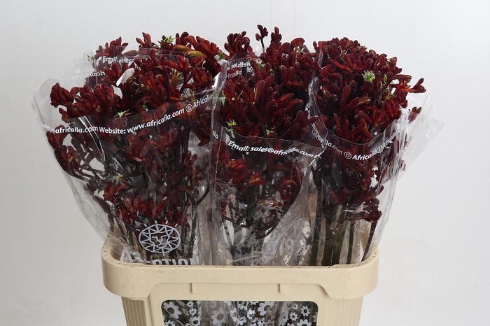 <h4>Kangaroo Paw Early Spring</h4>