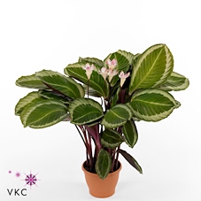Calathea  'Bicajoux Cobra'