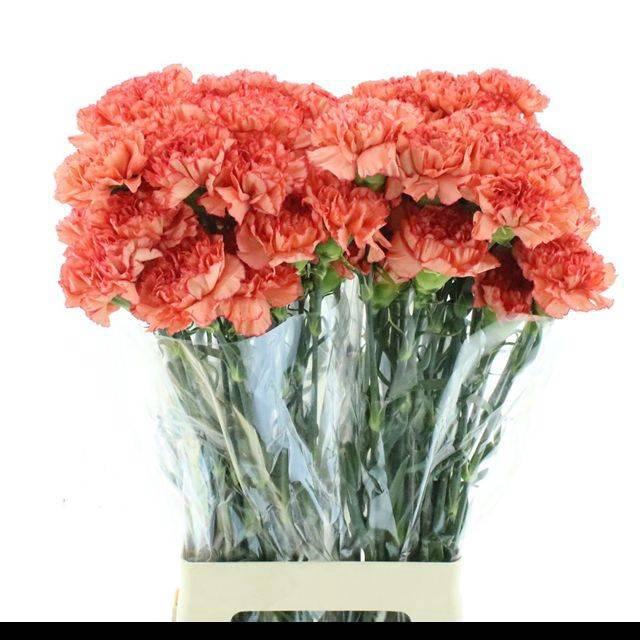 <h4>SNIJBLOEMEN OV</h4>