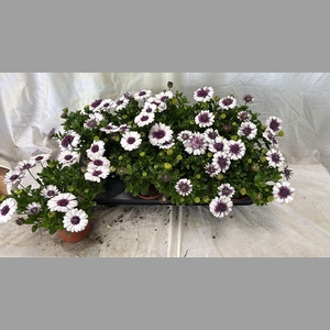 OSTEO 3D BLUEB SHAKE