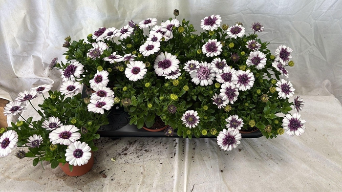 <h4>OSTEO 3D BLUEB SHAKE</h4>