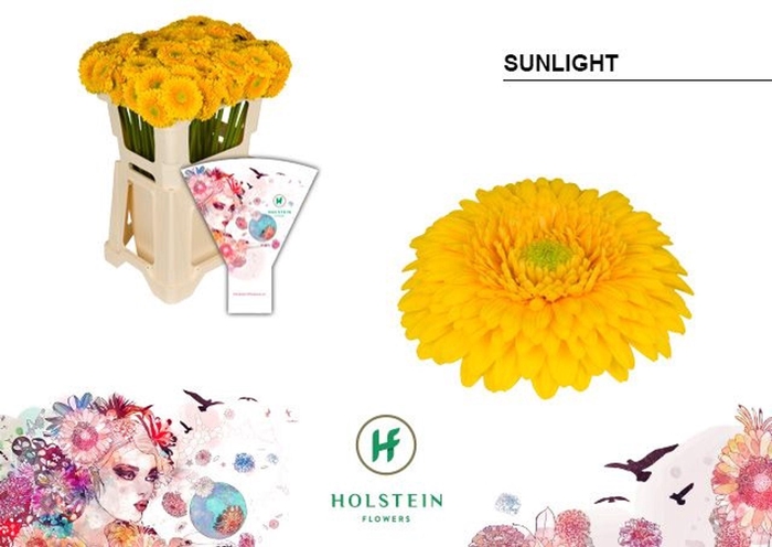 <h4>GERMINI POMPONI SUNLIGHT GE MB GERP</h4>