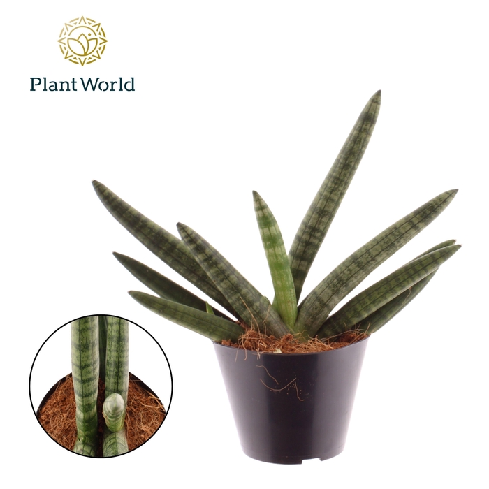 <h4>Sansevieria Skyline DUBBEL</h4>