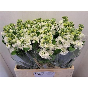 Matth Stox White