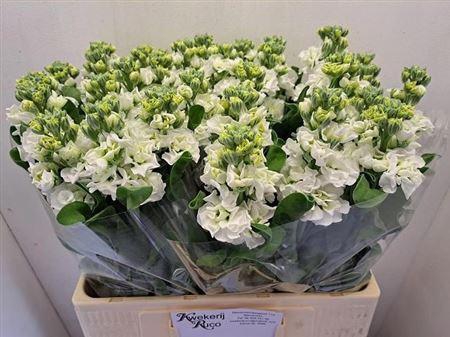 <h4>Matth Stox White</h4>