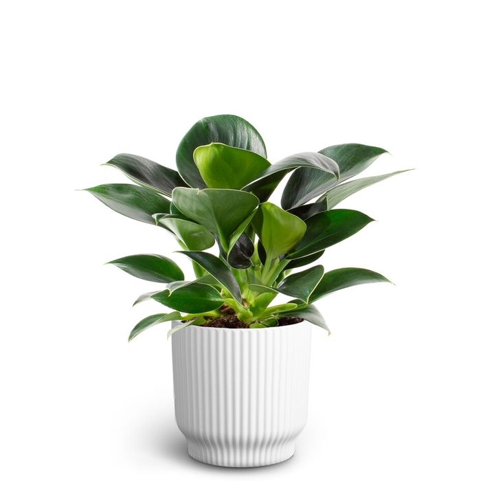 PHILODENDRON ERUBESCENS P10 NORDIC