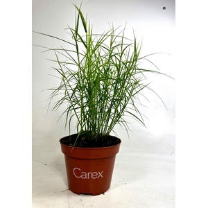 Carex 'Little Midge' p10.5