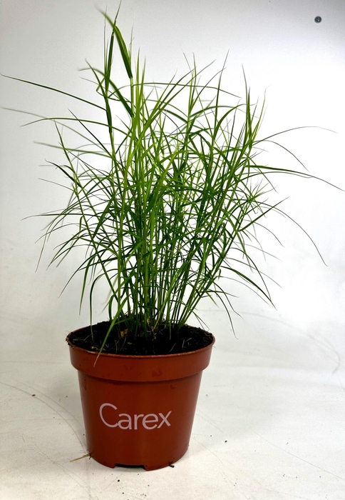 <h4>Carex 'Little Midge' p10.5</h4>