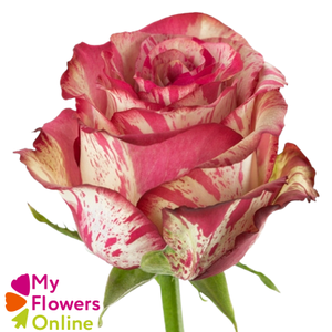 R Gr Magic Times Bicolor 50cm EC