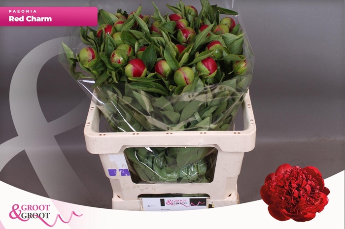 <h4>Paeonia Red Charm</h4>