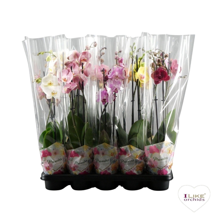 <h4>Phalaenopsis overig</h4>