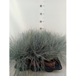 Festuca glauca 'Intens Blue'