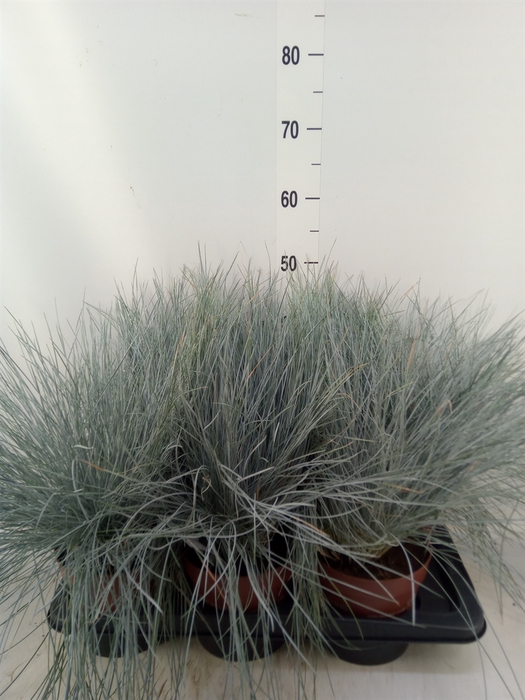 <h4>Festuca glauca 'Intens Blue'</h4>