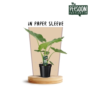 Alocasia Macorrhiza 19 Papieren Hoes