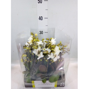 Phalaenopsis multi.   ...white