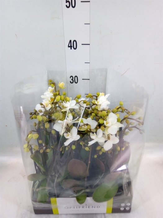 <h4>Phalaenopsis multi.   ...white</h4>