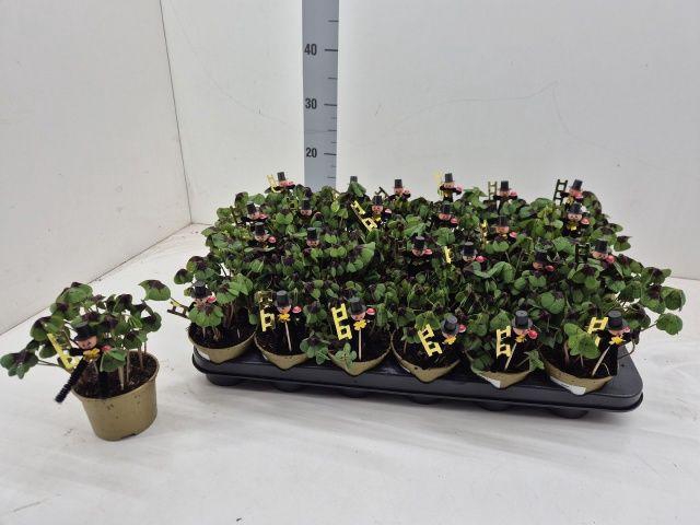 <h4>OXALIS DEPPEI P09</h4>