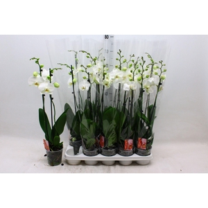 PHAL F SNOW COMPASS