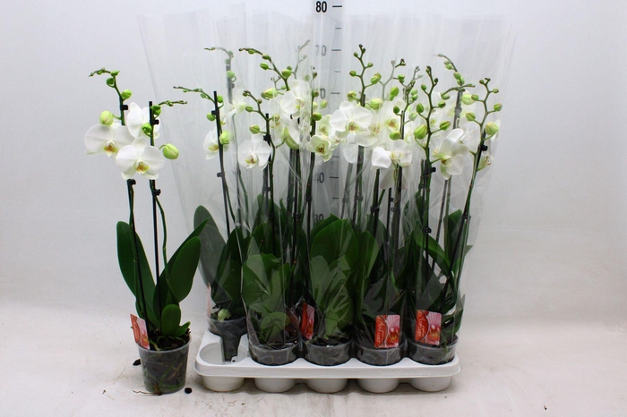 <h4>PHAL OV WIT</h4>