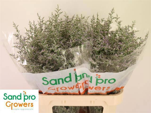 <h4>LIM MISTY BLUE</h4>