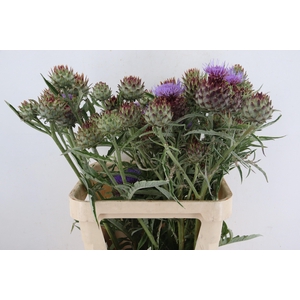 CYNARA CARDUNCULUS