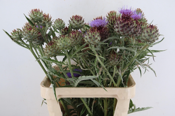 <h4>CYNARA CARDUNCULUS</h4>
