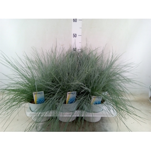 Festuca glauca 'Intens Blue'