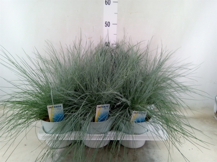 <h4>Festuca glauca 'Intens Blue'</h4>