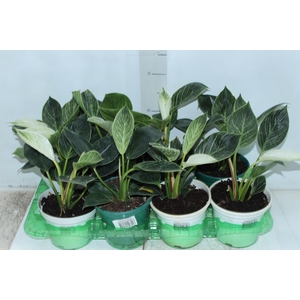 PHILODENDRON BIRKIN P15