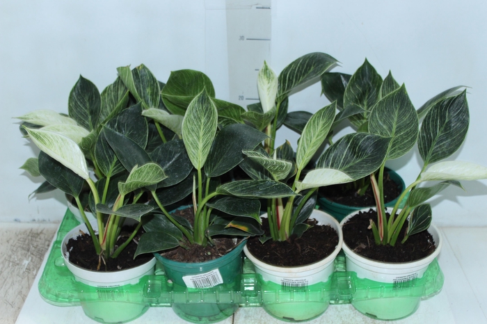 <h4>PHILODENDRON BIRKIN P15</h4>