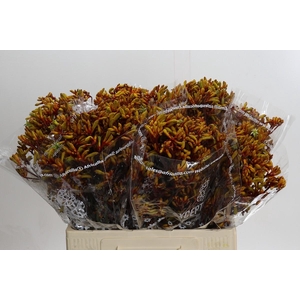 Kangaroo Paw Gold Fever