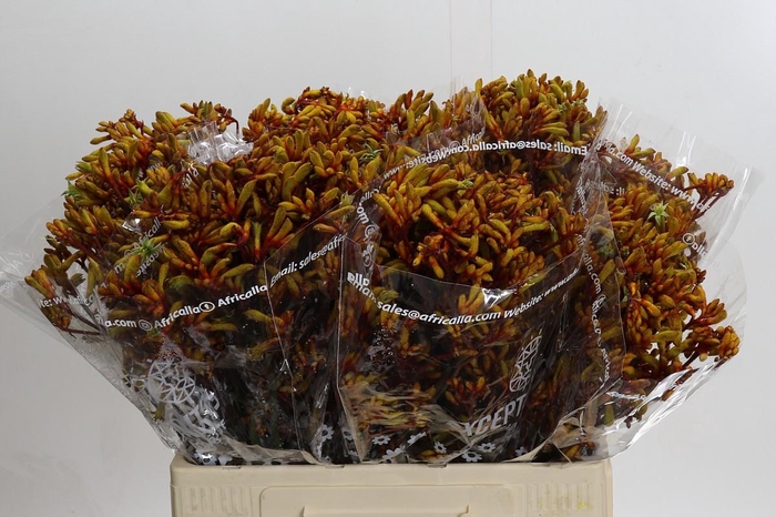 <h4>Kangaroo Paw Gold Fever</h4>