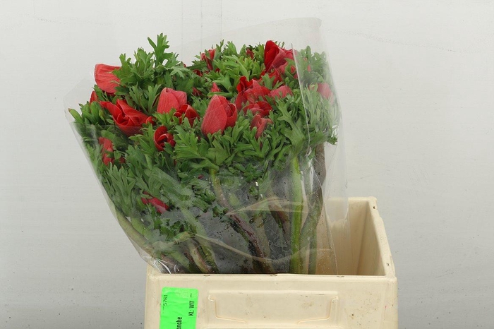 <h4>Anem Mistral Super Rood</h4>