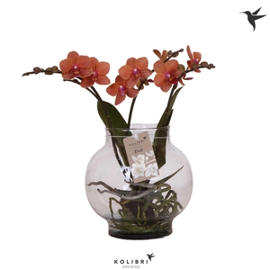 Kolibri Orchids Phalaenopsis Roots orange in glas bowl transparant