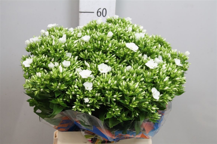 <h4>Phlox P Whitecap</h4>