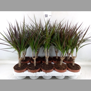 Dracaena marg. 'Magenta'