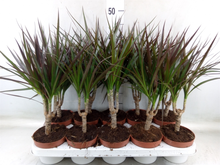<h4>Dracaena marg. 'Magenta'</h4>