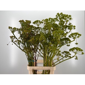 FOENICULUM VULGARE