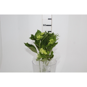 HORTENSIA BROTO VERDE